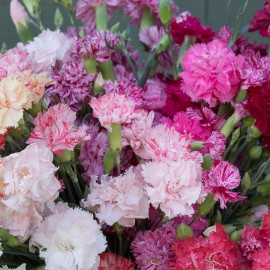 بذر گل میخک میکس بذر گل میخک میکس