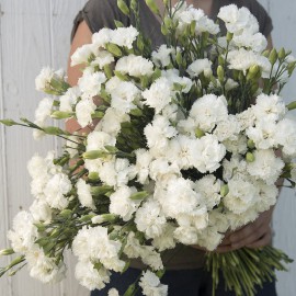 بذر گل میخک چابائود جین دیونیس