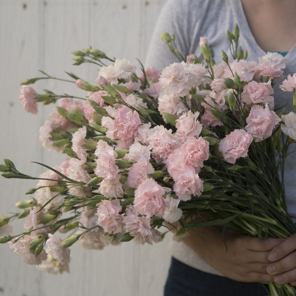 بذر گل میخک چابائود فرانسه