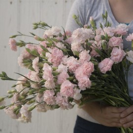 بذر گل میخک چابائود فرانسه