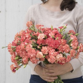 بذر گل میخک چابائود نارنجی شربت