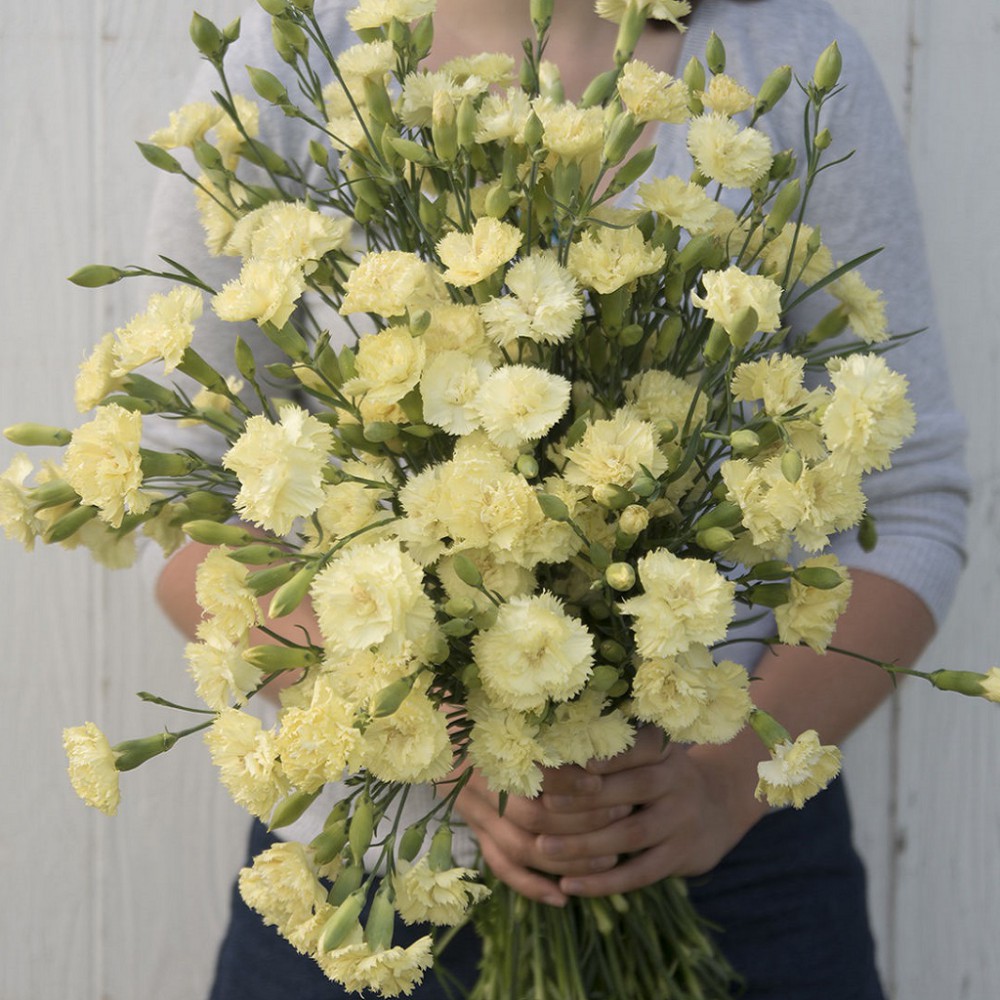 بذر گل میخک چابائود ماری بذر گل میخک چابائود ماری