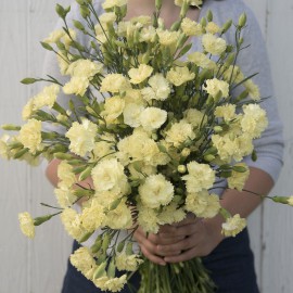 بذر گل میخک چابائود ماری