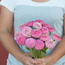 بذر گل آهار اوکلاهما صورتی