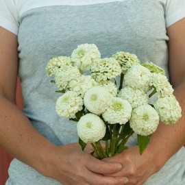 بذر گل آهار اوکلاهما سفید