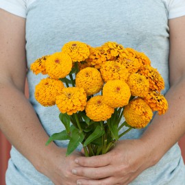 بذر گل آهار اوکلاهما زرد طلایی