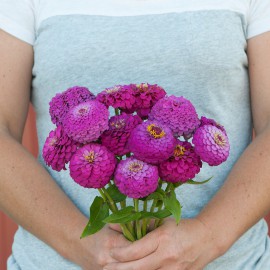 بذر گل آهار اوکلاهما کارمین