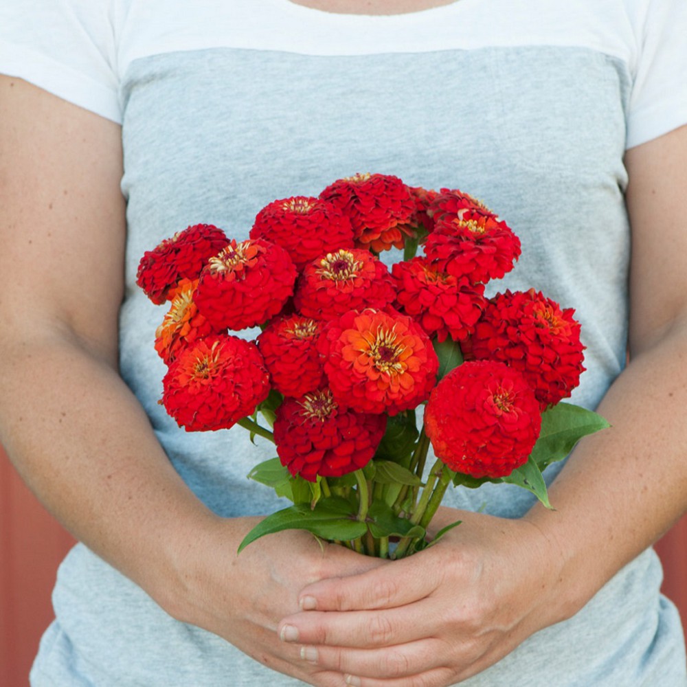 بذر گل آهار اوکلاهما اسکارلت