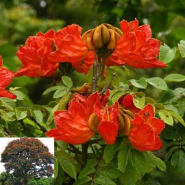 بذر لاله آفریقایی