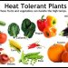 سبزیجات مقاوم به گرما و کم آبی
