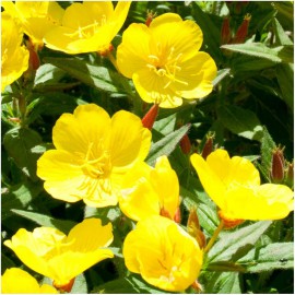 بذر گل مغربی