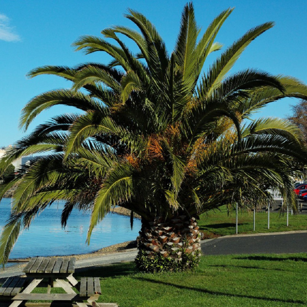 بذر نخل جزایر قناری