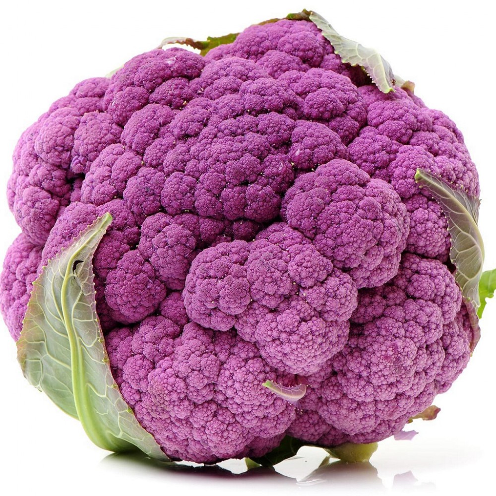 بذر گل کلم بنفش کاتانس