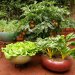کاشت سبزیجات درگلدان
