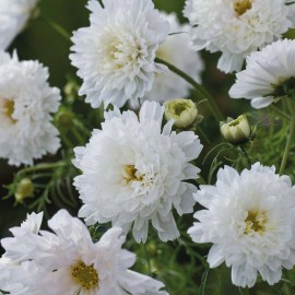 بذر گل ستاره ای گلوله برفی