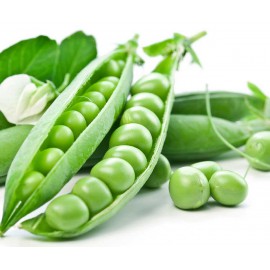 بذر نخود فرنگی سنادور