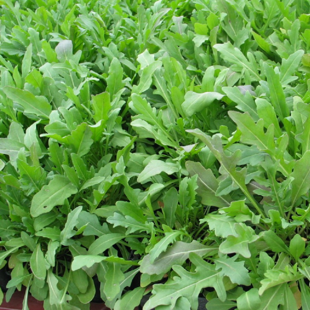 بذر روکولا سلواتیکا بذر روکولا سلواتیکا