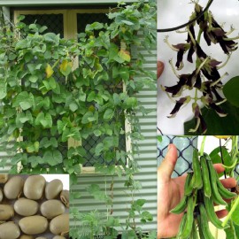 بذر لوبیا مخملی