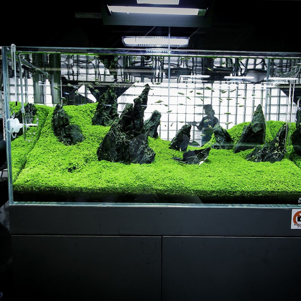 بذر گیاه آبزی مونت کارلو