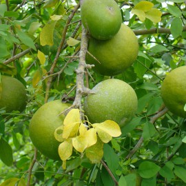 بذر بائل (مرکبات پنبه ای)