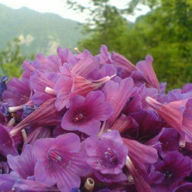 بذر گل گاوزبان ایرانی