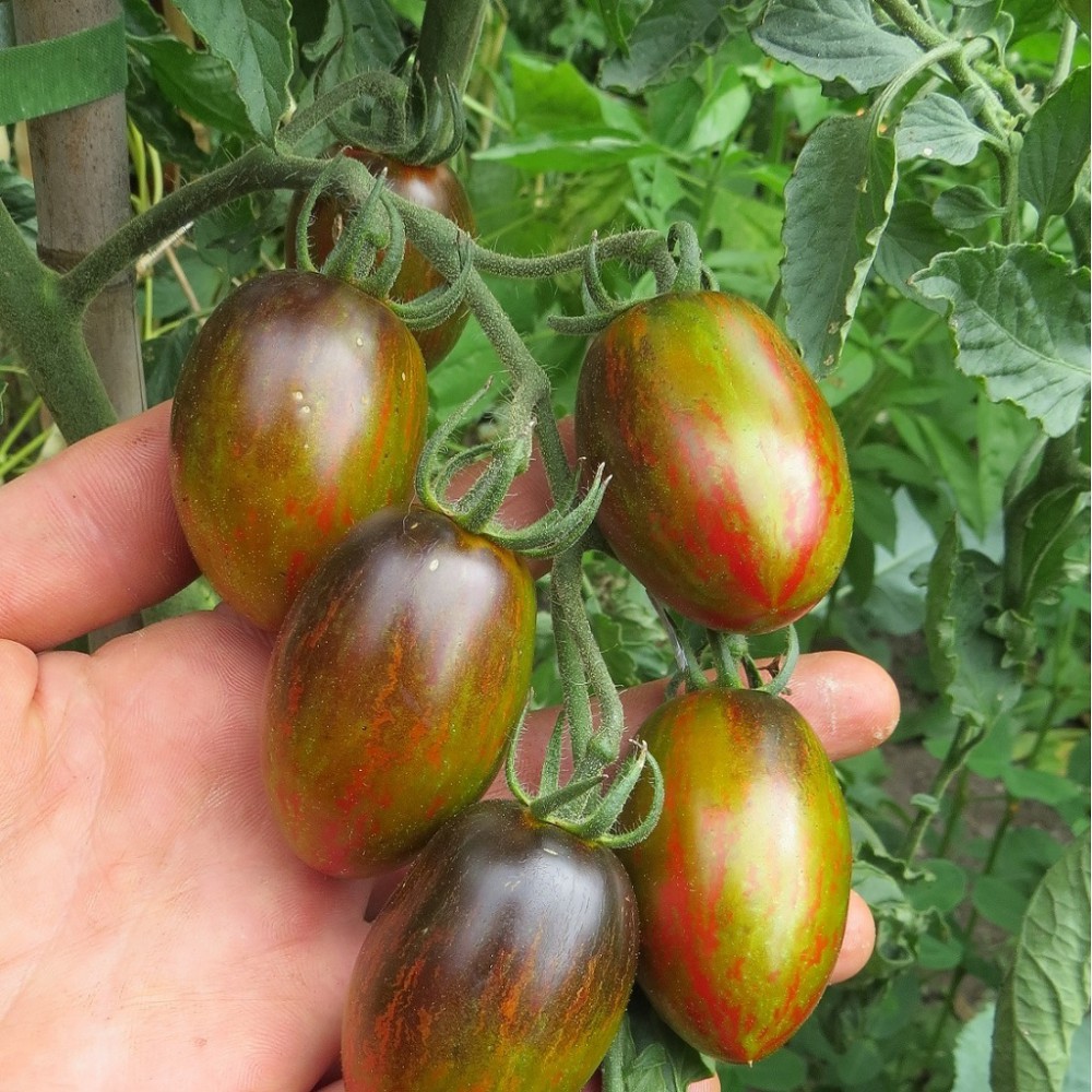 بذر گوجه اتمی برد بذر گوجه اتمی برد
