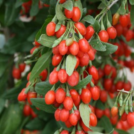 بذر گوجی بری