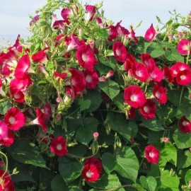 بذر گل نیلوفر پیچ اسکارلت اُ هارا