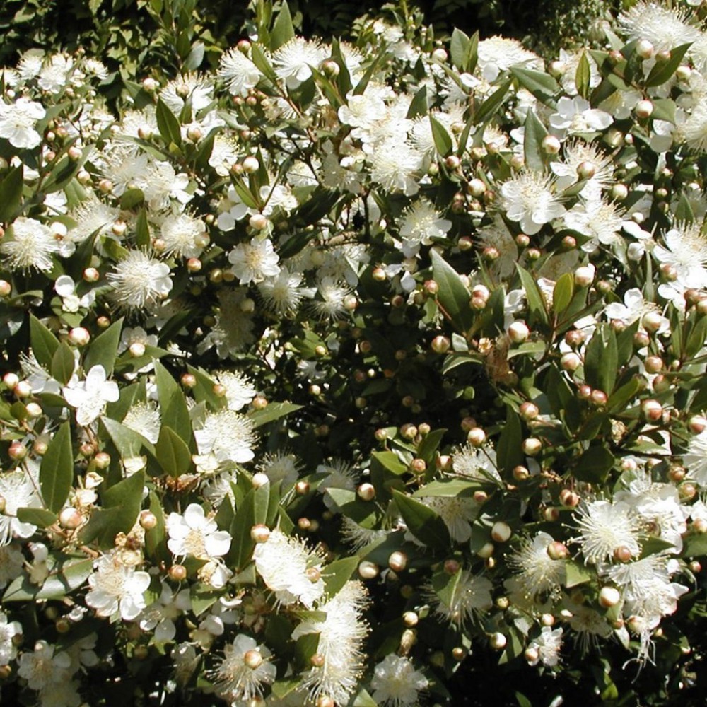 بذر درختچه گل مورد یا مورت بذر درختچه گل مورد یا مورت