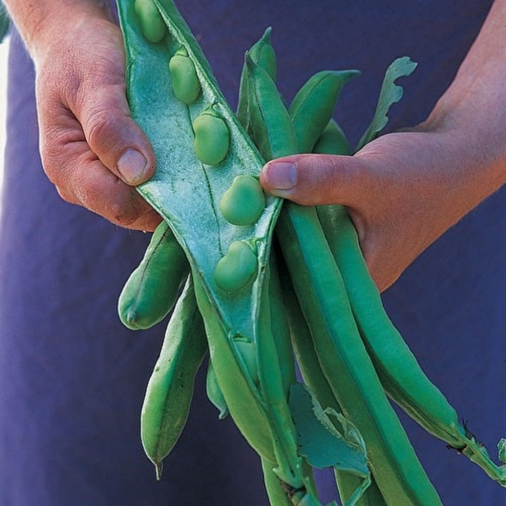 بذر باقلا سبز Superaguadulce بذر باقلا سبز Superaguadulce