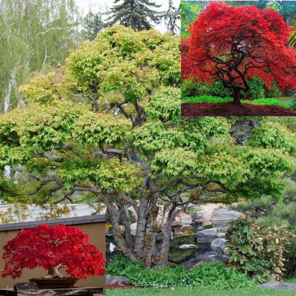 بذر درخت افرای آمور بذر درخت افرای آمور