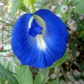 بذر لوبیا پروانه ای