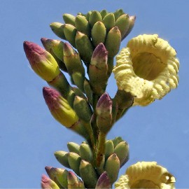 بذر شیپور درختی هندی