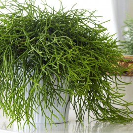 بذر کاکتوس ریپسالیس