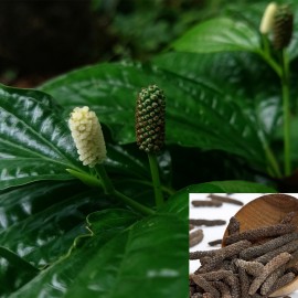 بذر فلفل سیاه کشیده