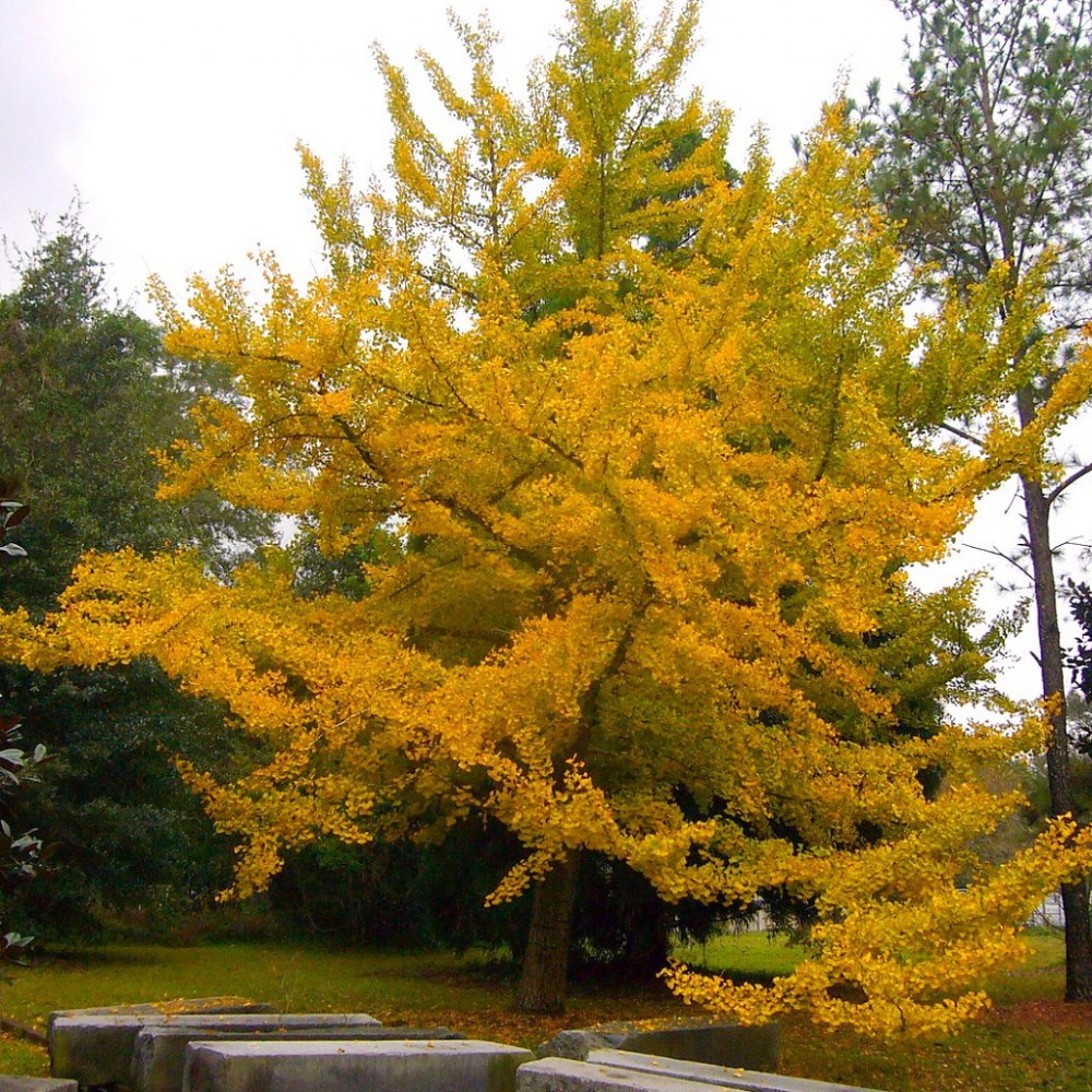 بذر درخت ژینکو