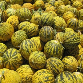 بذر خربزه Kirkagac