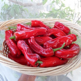 بذر فلفل کریستال