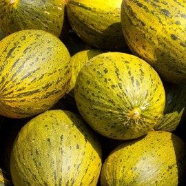 بذر خربزه سانتا کلوز