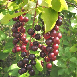 بذر گیلاس گلوگیر