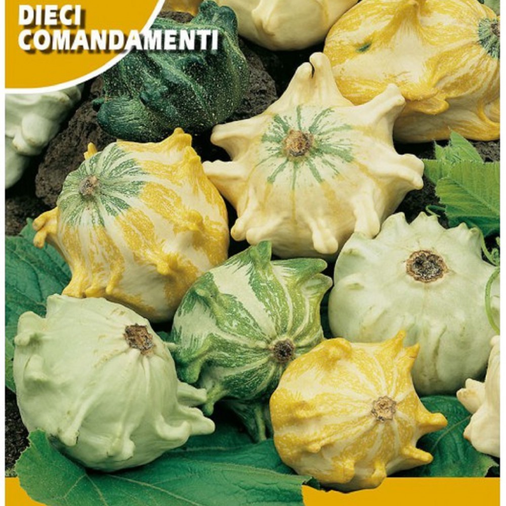 بذر کدو تنبل ستارهای بذر کدو تنبل ستارهای