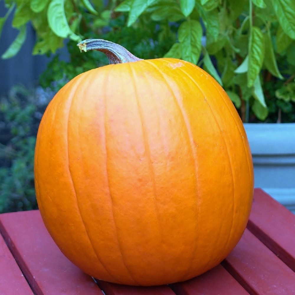 بذر کدو تنبل ماموت گلد بذر کدو تنبل ماموت گلد