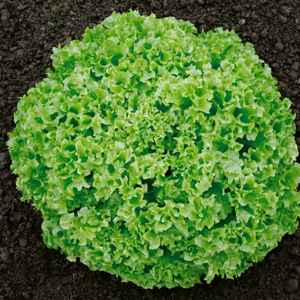 بذر کاهو لولا بیوندا