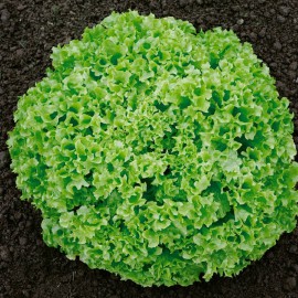 بذر کاهو لولا بیوندا