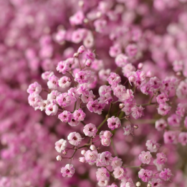 بذر گل جیپسوفیلا صورتی بذر گل جیپسوفیلا صورتی