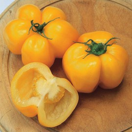 بذر گوجه دلمهای زرد