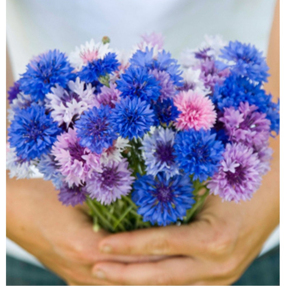 بذر گل گندم رنگ مخلوط بذر گل گندم رنگ مخلوط