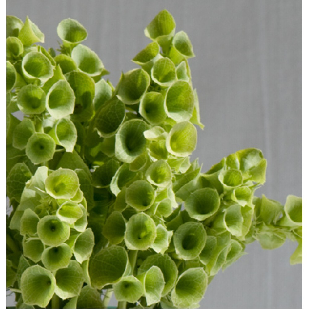 بذر گل ناقوس ایرلندی بذر گل ناقوس ایرلندی