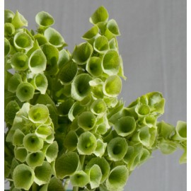 بذر گل ناقوس ایرلندی