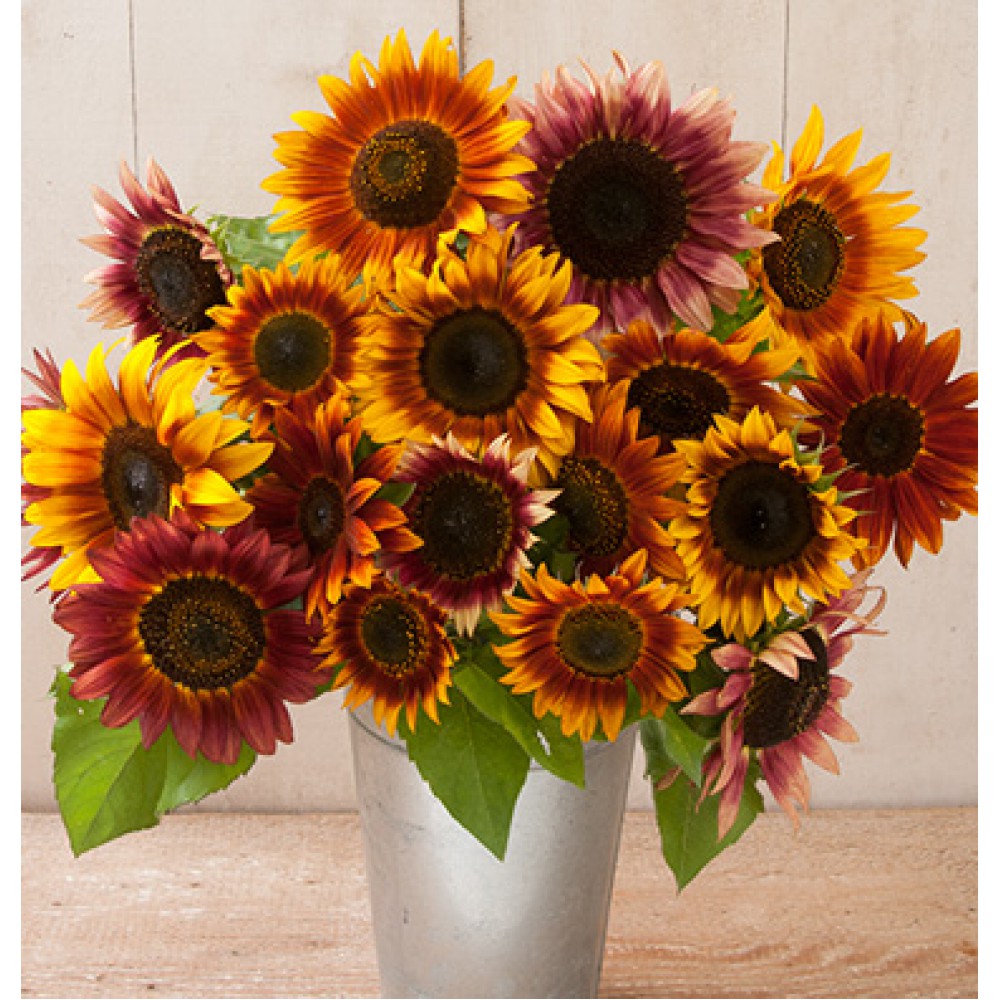 بذر گل آفتاب گردان پاییز زیبا بذر گل آفتاب گردان پاییز زیبا